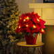 Radiant Ruby Poinsettia