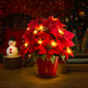 Radiant Ruby Poinsettia