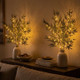 Sparkling Spruce Branch