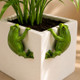 Bloom Buddy Frog