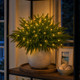 Enchanted Evergreen Pine
