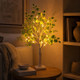 Evergreen Birch Tree