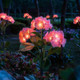 Fairy Hydrangea Lights