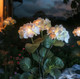 Fairy Hydrangea Lights