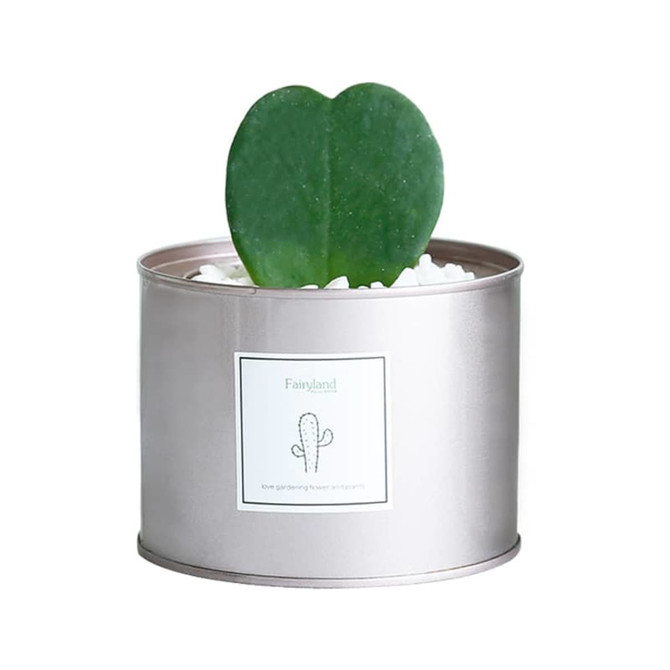 A silver tin can without a lid, featuring a heart-shaped green plant and white decorative pebbles, with a branding label.