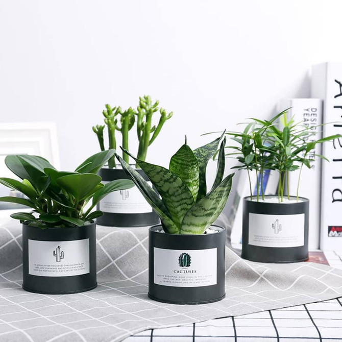 Four small black tin cans without lids, each containing different types of artificial plants in various shades of green.