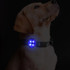 A dog wearing a grey collar with a glowing blue LED light attached. 