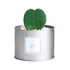 A silver tin can without a lid, featuring a heart-shaped green plant and white decorative pebbles, with a branding label.