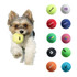 A small dog holds a bright yellow tennis ball in its mouth, surrounded by various coloured tennis balls.