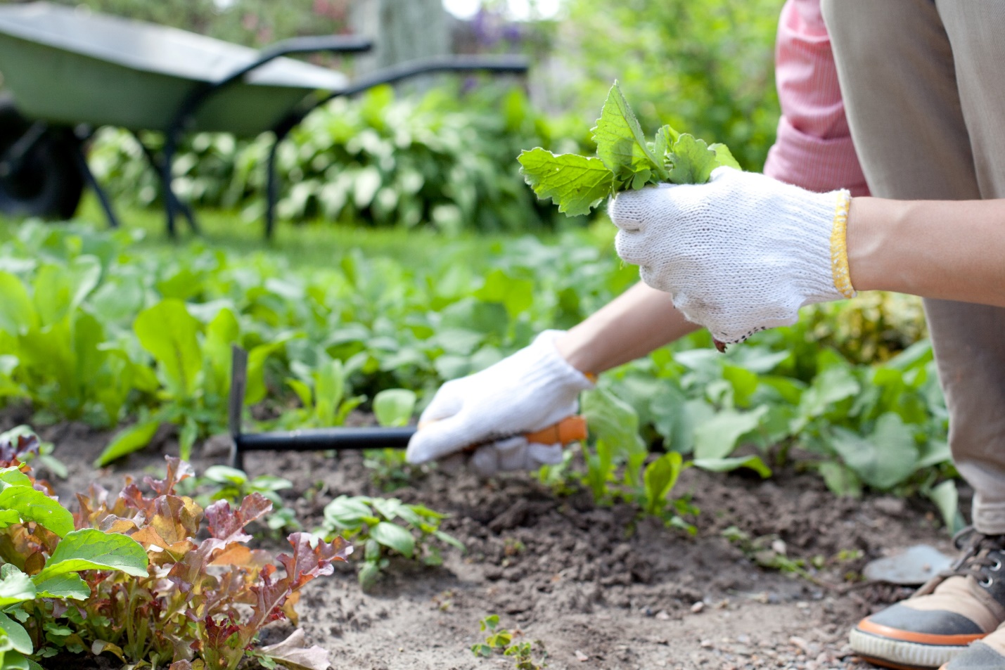 Tarps for Gardening: Protecting Plants and Extending Growing Seasons