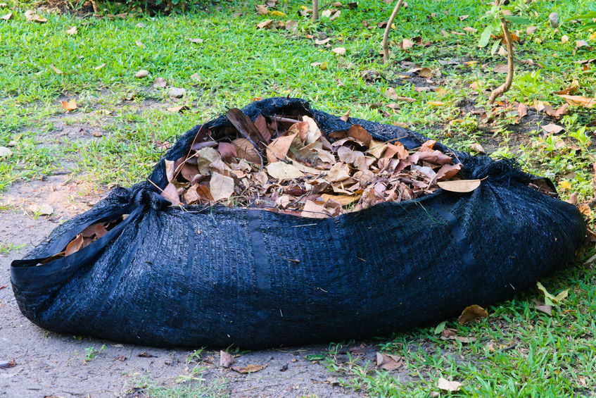 leaf bundle.jpg