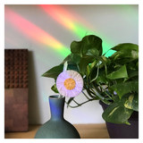 Enjoy Today - Rainbow Maker Suncatcher Decal