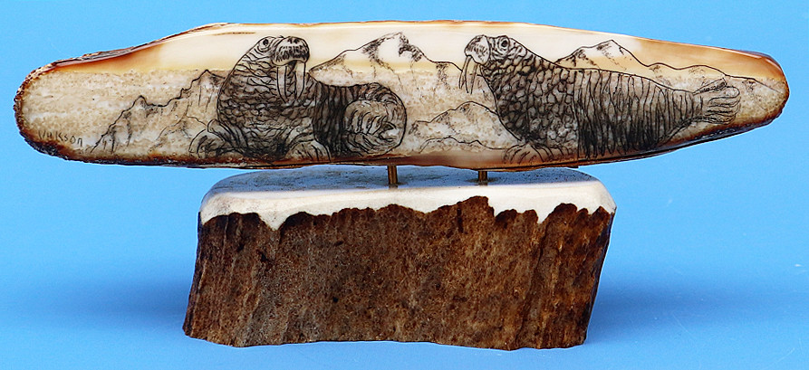 Walrus Bull Scrimshaw by George Vukson