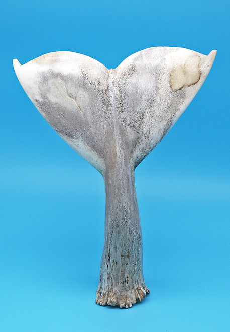 Moose Antler Whale Tail | Bone and Antler Carvings