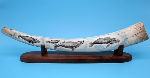 Whale Family - Walrus Ivory Scrimshaw by George Vukson