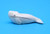 Small Ivory Whale | Alaskan Ivory Carving