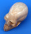 Fossil Walrus Ivory Skull II by Lee Downey 