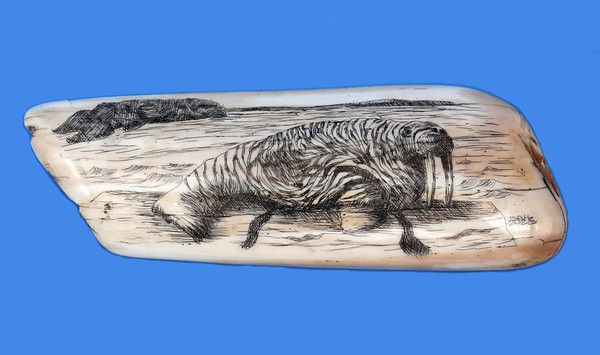 Walrus Bull Scrimshaw 