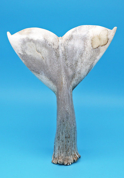 Moose Antler Whale Tail | Bone and Antler Carvings