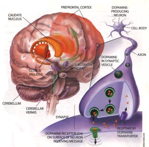 valentines-5-dopamine-brain.jpg