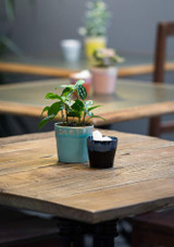 Costa Nova Grespresso Lungo Cup used as a plant pot Costa Nova Grespresso Lungo Cup used as a plant pot