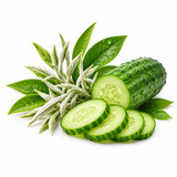 SCENTIFY FRAGRANCE OIL: WHITE TEA CUCUMBER 