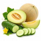 SCENTIFY FRAGRANCE OIL: CUCUMBER MELON 