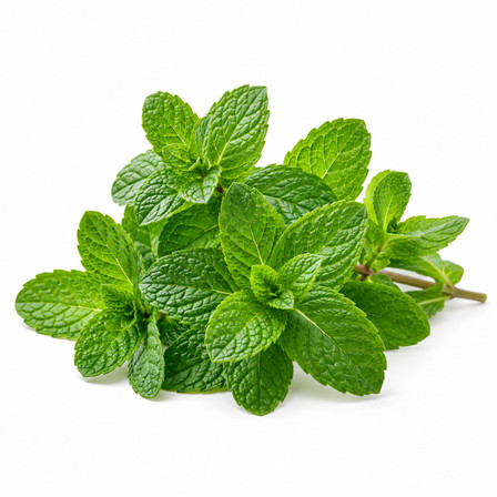 SCENTIFY FRAGRANCE OIL: SPEARMINT 