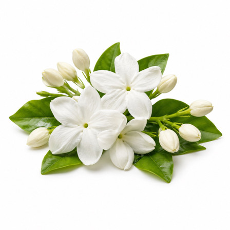 SCENTIFY  FRAGRANCE OIL: JASMINE 