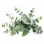 SCENTIFY FRAGRANCE OIL: EUCALYPTUS 