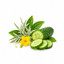 SCENTIFY FRAGRANCE OIL: WHITE TEA CUCUMBER 
