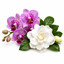 SCENTIFY FRAGRANCE OIL: ORCHID GARDENIA 