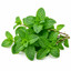 SCENTIFY FRAGRANCE OIL PEPPERMINT