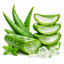 SCENTIFY FRAGRANCE OIL: ALOE VERA