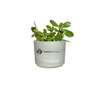 Zebra Succulent Mini Mason Grey