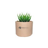Zebra Succulent Mini Mason Pink Sand