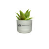 Star Cactus Mini Mason Grey