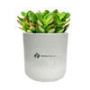 Large Mason Desk Jade Plant