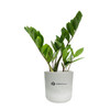 Large Mason Desk ZZ Plant