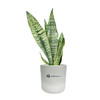 Plant Large Mason Desk Snake Plant