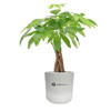 Large Mason Desk Money Tree Plant