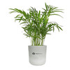 Large Mason Desk Bella Palm Plant