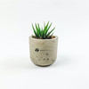 Mini Wilson Desk Zebra Succulent Plant
