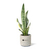 Large Wilson Desk Snake Plant