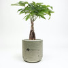 Large Wilson Desk Money Tree Plant
