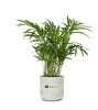 Large Wilson Desk Bella Palm Plant