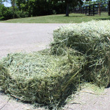 Western Alfalfa/ Orchard Grass Mix Hay - 3 String Bale