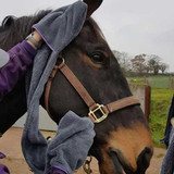 Henry Wag® Equine Glove Towel