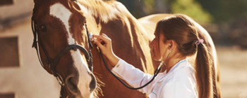 Shop Equine Pharmacy