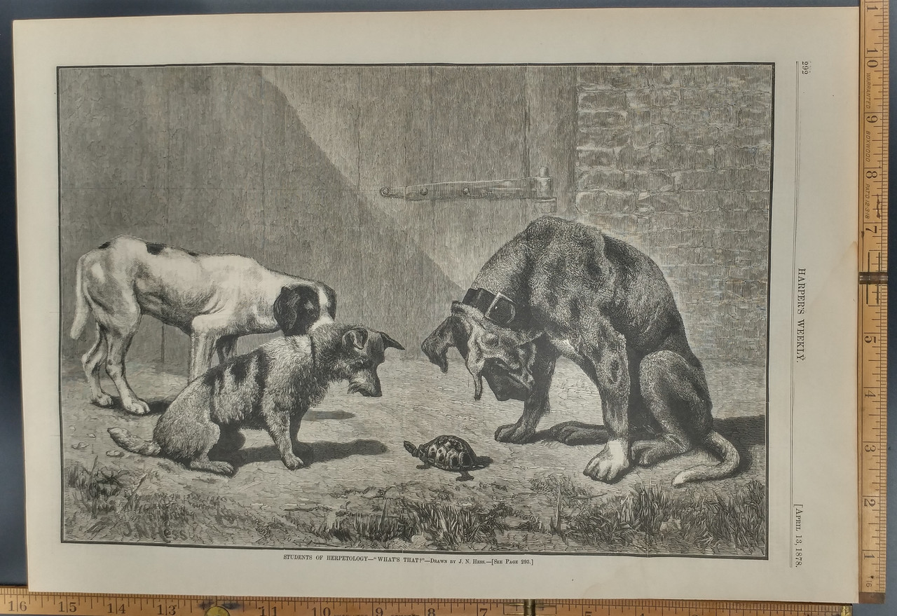 Students Of Herpetology What S That Drawn By J N Hess Three Dogs Checking Out A Turtle Original Antique Print 1878 Antiqueengravings4u